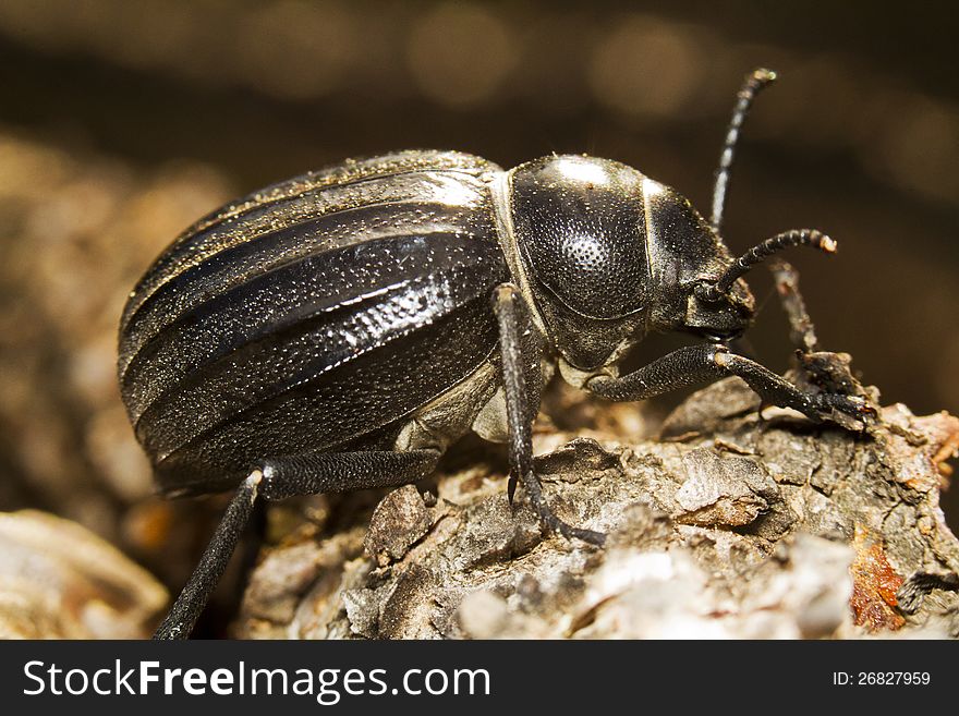 Black Beetle &x28;Pimelia Costata&x29;