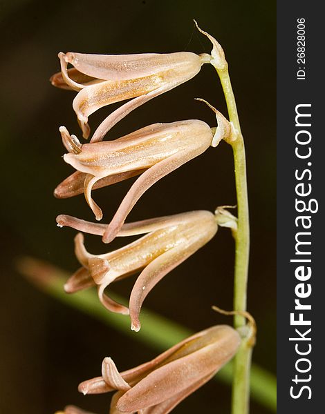 Close up view of the beautiful Dipcadi serotinum wildflower.