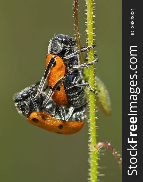 Leaf Beetles &x28;Lachnaia paradoxa&x29; mating