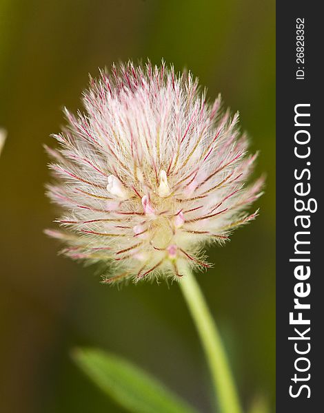 Close up view of the beautiful clover flower (trifolium sp.). Close up view of the beautiful clover flower (trifolium sp.).