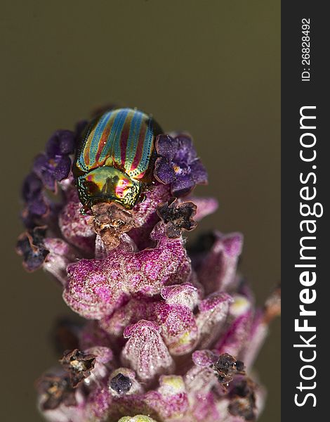Close up view of the beautiful rosemary beetle (chrysolina americana). Close up view of the beautiful rosemary beetle (chrysolina americana).
