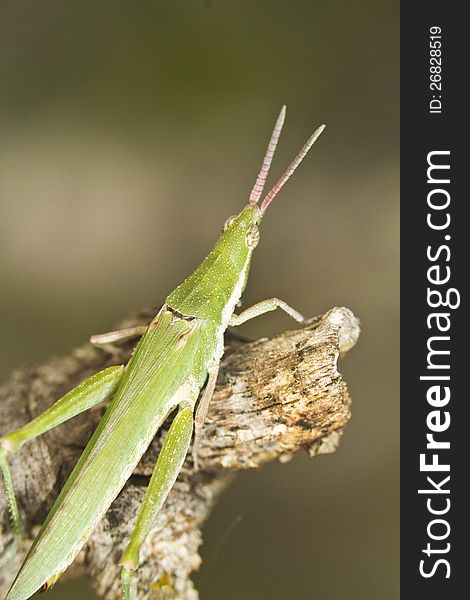 Close view detail of a green grasshopper (Pyrgomorpha conica). Close view detail of a green grasshopper (Pyrgomorpha conica).