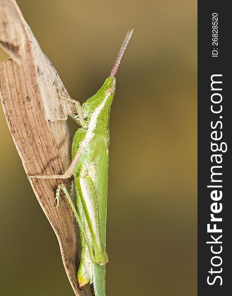 Close view detail of a green grasshopper (Pyrgomorpha conica). Close view detail of a green grasshopper (Pyrgomorpha conica).