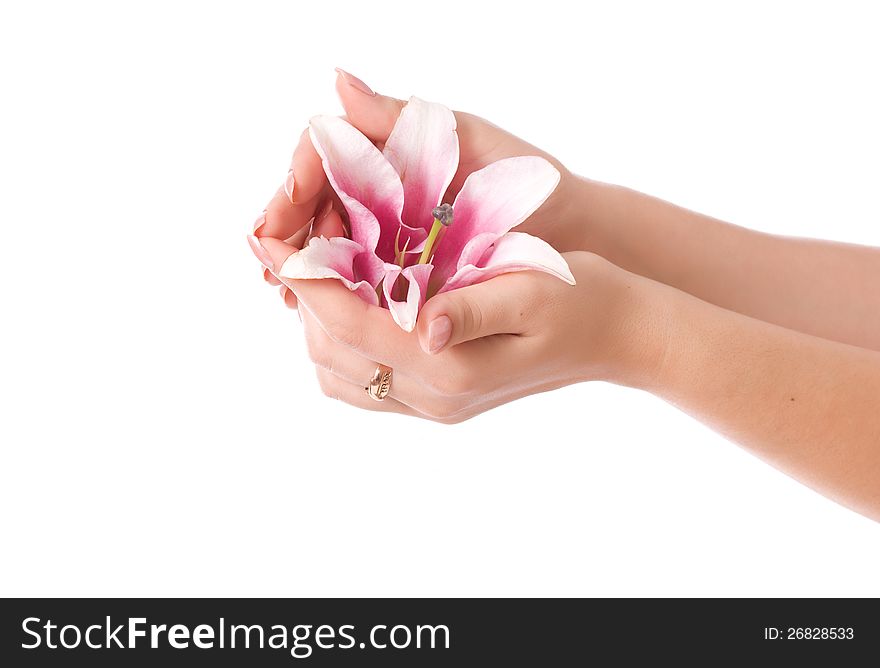 Beautiful woman hands and lily flower over white background