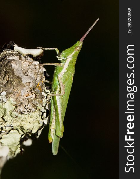 Close view detail of a green grasshopper (Pyrgomorpha conica). Close view detail of a green grasshopper (Pyrgomorpha conica).