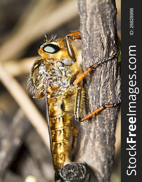 Close view detail of a beautiful giant robber fly (proctacanthus rodecki). Close view detail of a beautiful giant robber fly (proctacanthus rodecki).