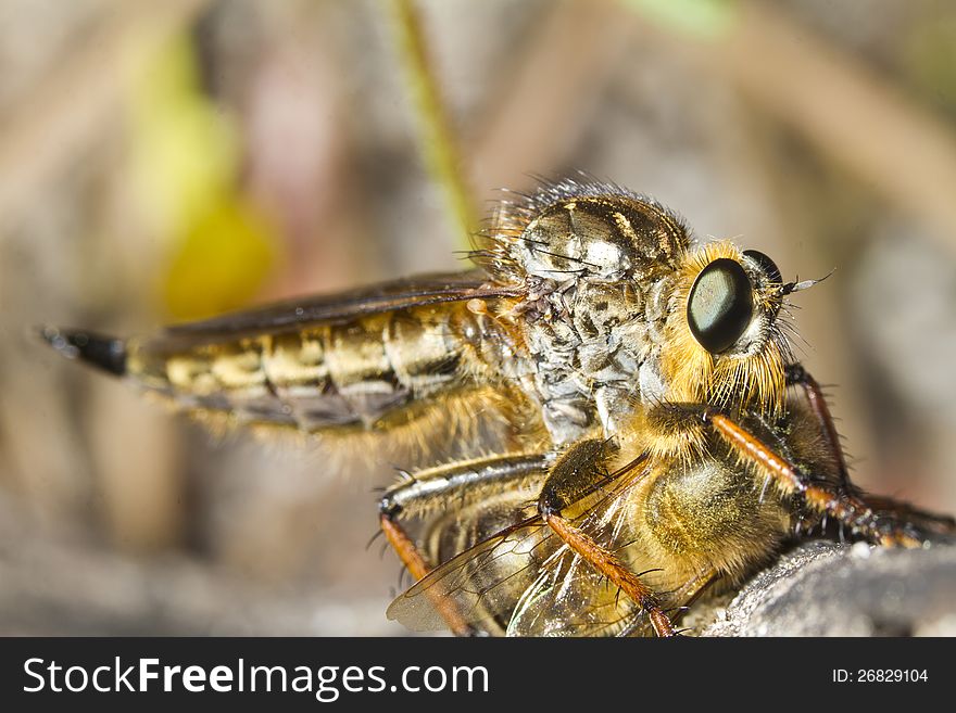 Close view detail of a beautiful giant robber fly (proctacanthus rodecki). Close view detail of a beautiful giant robber fly (proctacanthus rodecki).