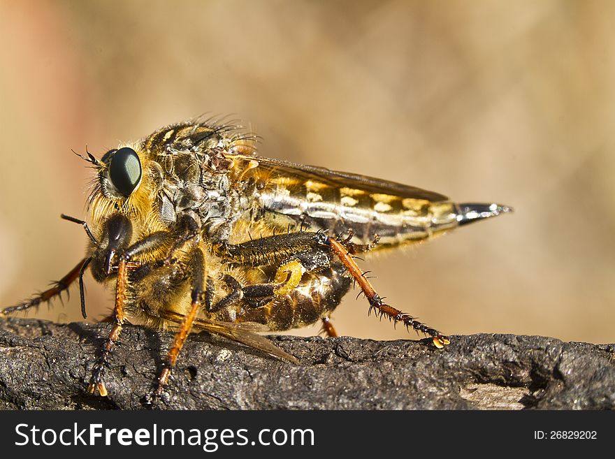 Close view detail of a beautiful giant robber fly (proctacanthus rodecki). Close view detail of a beautiful giant robber fly (proctacanthus rodecki).