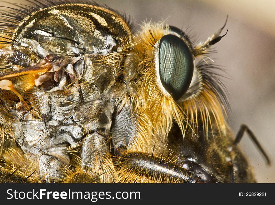 Close view detail of a beautiful giant robber fly (proctacanthus rodecki). Close view detail of a beautiful giant robber fly (proctacanthus rodecki).