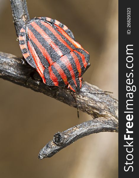 Close view detail of a Graphosoma lineatum bug on a flower.