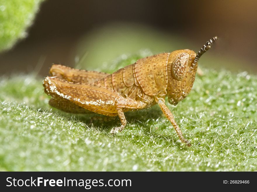 Close view detail of a orange grasshopper (Pezotettix giornae). Close view detail of a orange grasshopper (Pezotettix giornae).