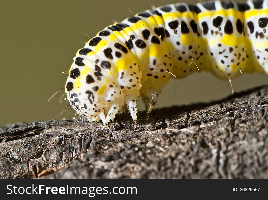 Close view detail of a cabbage caterpillar.