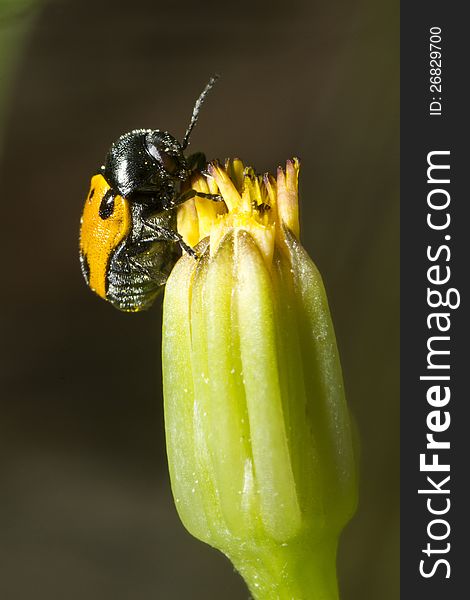 Close up view of a Leaf Beetle (Lachnaia paradoxa) bug. Close up view of a Leaf Beetle (Lachnaia paradoxa) bug.