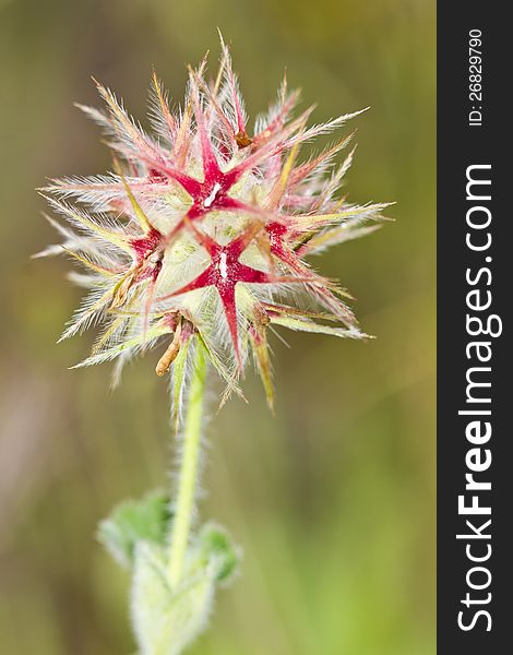 Trefoil  &x28;Trifolium Stellatum&x29;