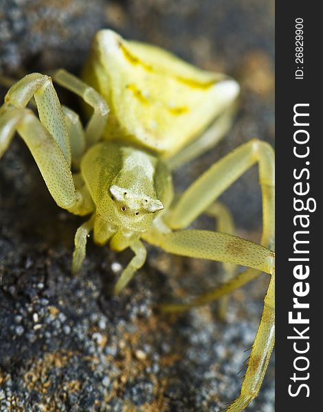 Close up view detail of a beautiful yellow crab spider.