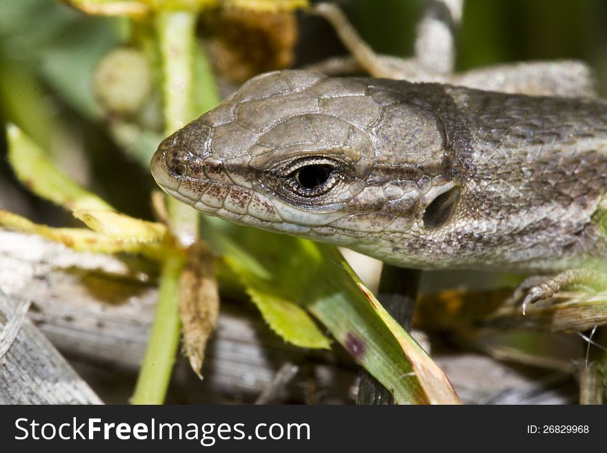 Close view detail of a large psammodromus (psammodromus algirus) lizard. Close view detail of a large psammodromus (psammodromus algirus) lizard.