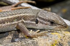 Large Psammodromus &x28;psammodromus Algirus&x29; Lizard Stock Photography Large Psammodromus &x28;psammodromus Algirus&x29; Lizard Stock Photography
