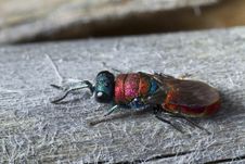 Cuckoo Wasp &x28;Chrysis Lusitanica&x29; Stock Photography Cuckoo Wasp &x28;Chrysis Lusitanica&x29; Stock Photography