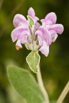 Purple Phlomis &x28;Phlomis Purpurea&x29; Royalty Free Stock Photos Purple Phlomis &x28;Phlomis Purpurea&x29; Royalty Free Stock Photos