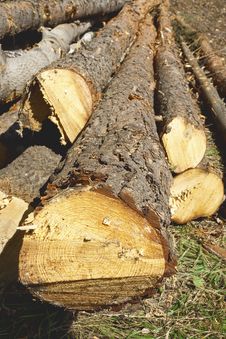 Felled Tree Trunks Royalty Free Stock Photo Felled Tree Trunks Royalty Free Stock Photo