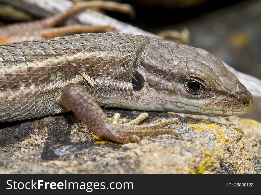 Close view detail of a large psammodromus (psammodromus algirus) lizard. Close view detail of a large psammodromus (psammodromus algirus) lizard.