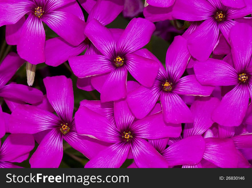 Close up view of the beautiful Pink-sorrel (Oxalis articulata) flower. Close up view of the beautiful Pink-sorrel (Oxalis articulata) flower.