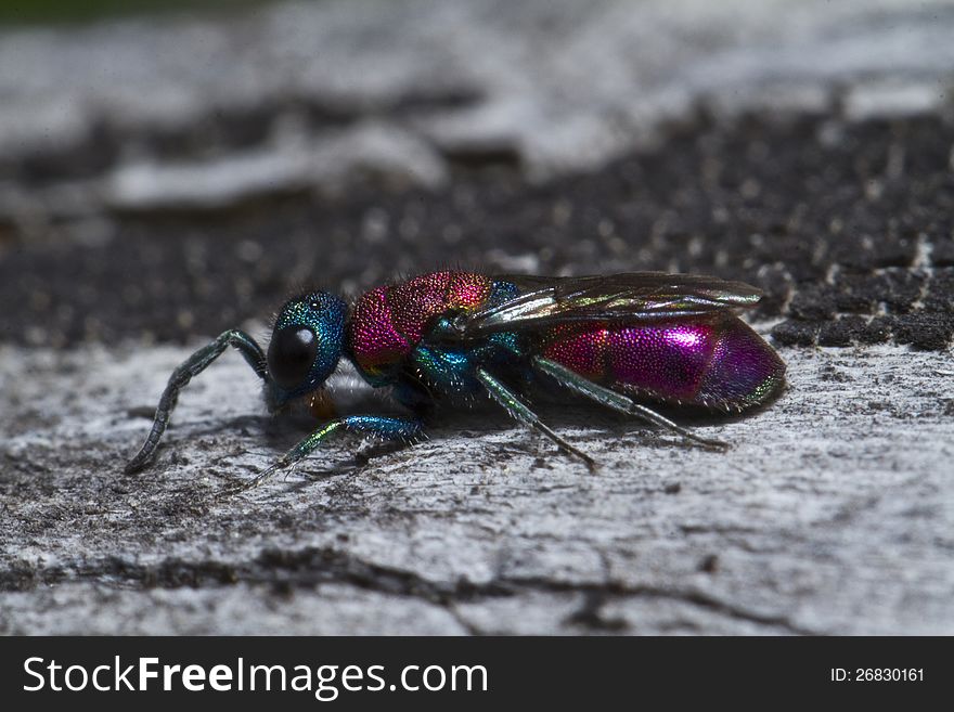 Close view detail of the beautiful Cuckoo Wasp (Chrysis lusitanica). Close view detail of the beautiful Cuckoo Wasp (Chrysis lusitanica).