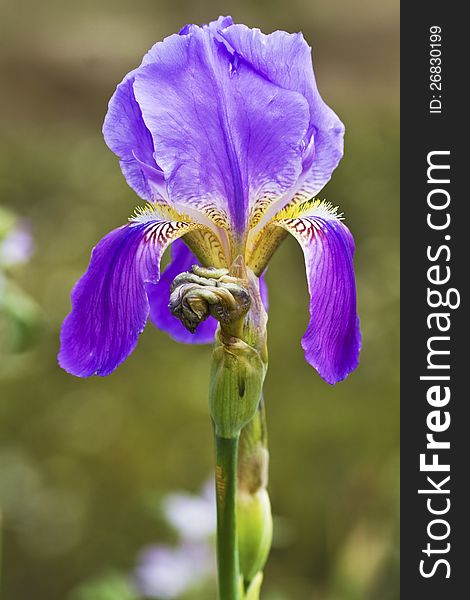 Close up view of the beautiful German iris flower.