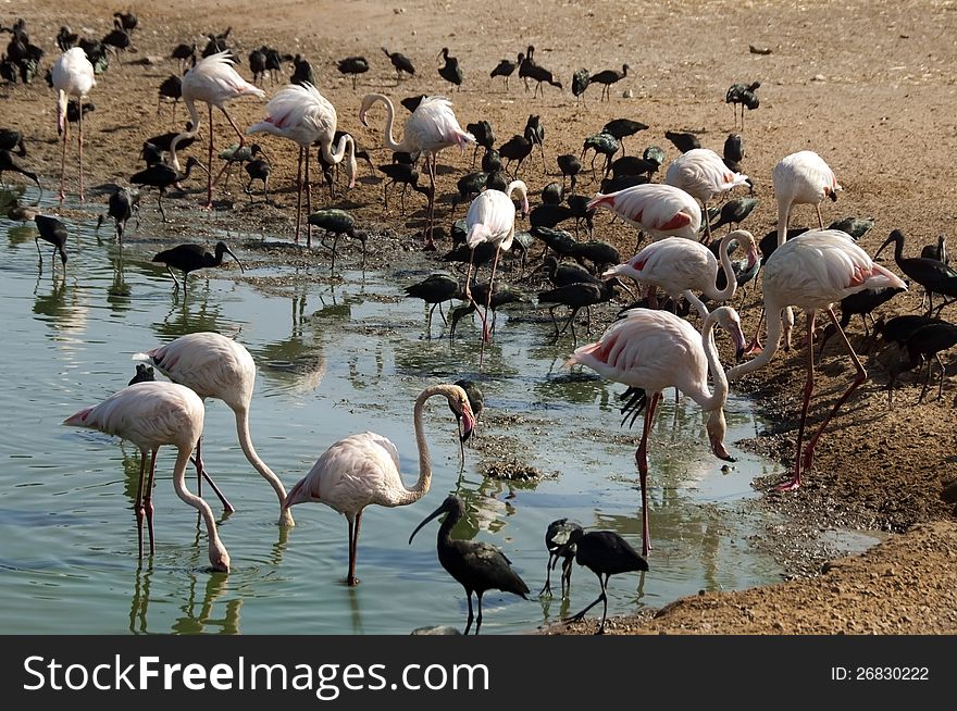 Pink flamingos and black herons feed on small pond in a safari