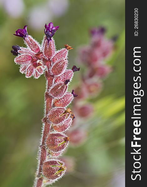 Red Monkswort &x28;Nonea Vesicaria&x29; Flower