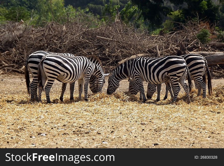 Group of zebras grazing in a safari. Group of zebras grazing in a safari