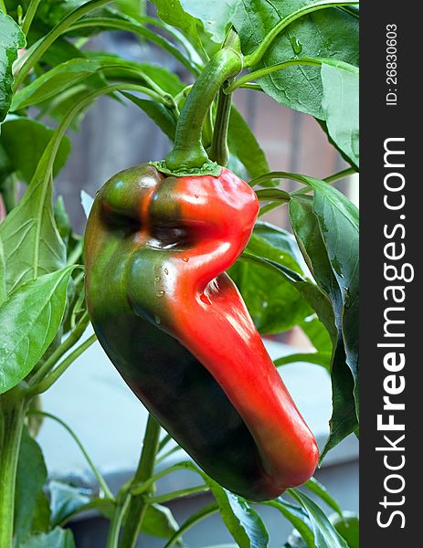 Large red hybrid pepper ripening on the plant. Large red hybrid pepper ripening on the plant.