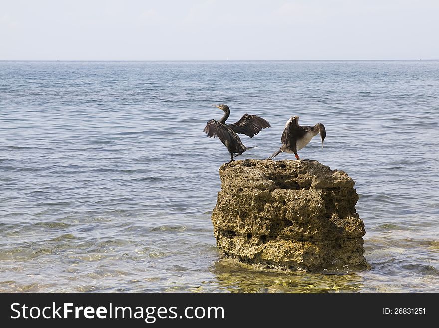 Pair of cormorant sitting on rock and fluttering with wings