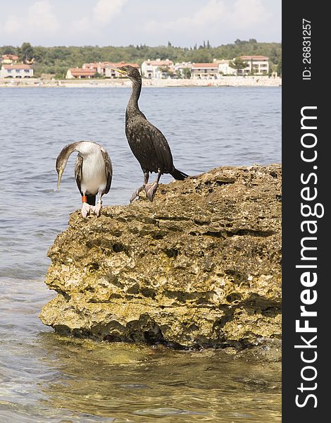 Pair of cormorant siiitin on rock and looking. Pair of cormorant siiitin on rock and looking