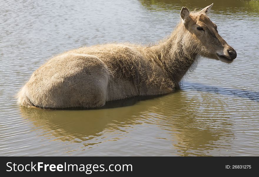 Female of siberian deer laying in water