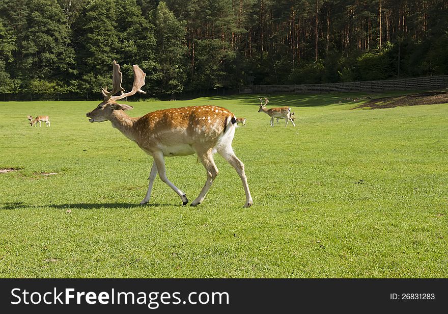 Group of deer walking through grass yard