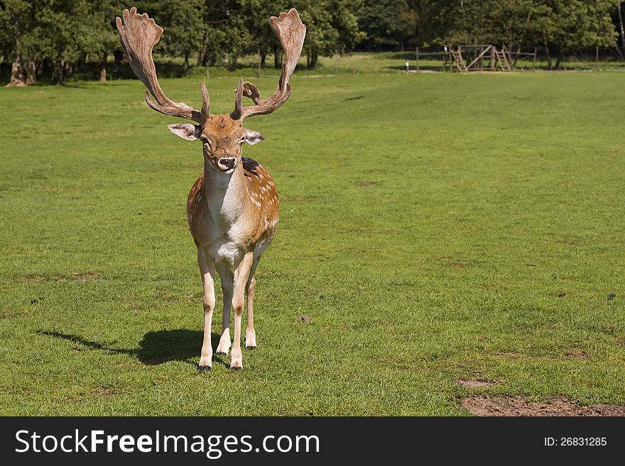 Single deer standing in grass yard