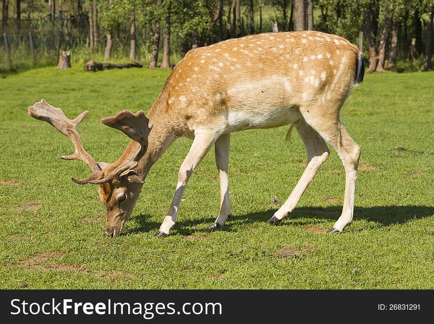 Single deer grazing in grass yard