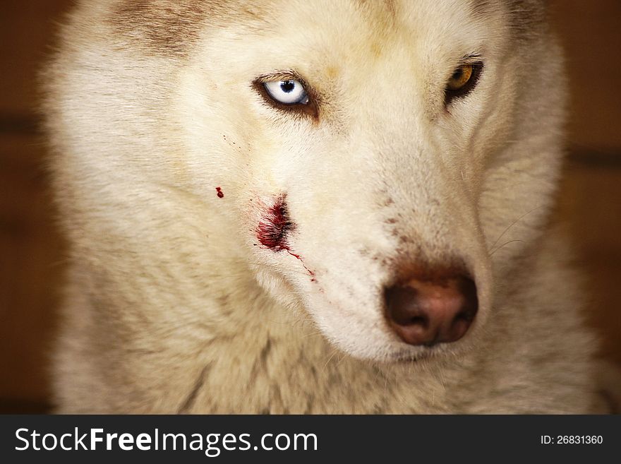 Wounded Siberian Huskies with multi-colored eyes after fight