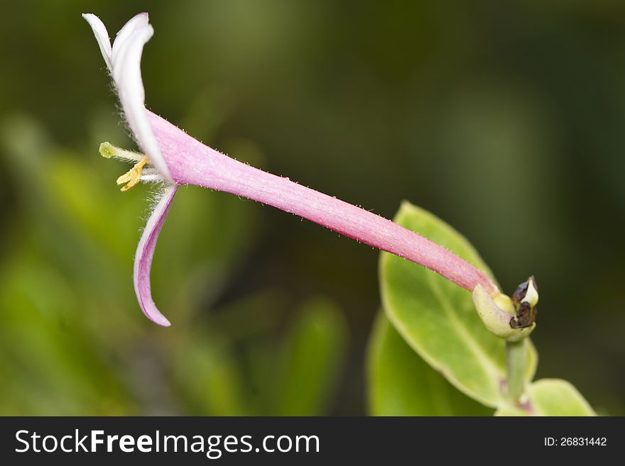 Close up view of a beautiful wildflower Honeysuckle (Lonicera implexa). Close up view of a beautiful wildflower Honeysuckle (Lonicera implexa).