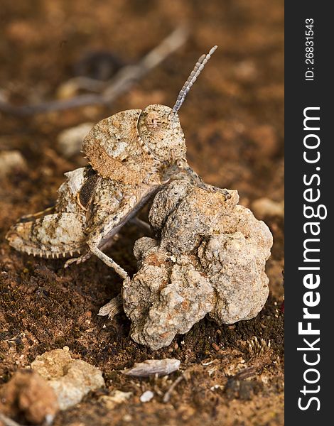 Grasshopper &x28;Ocnerodes Fallaciosus&x29;