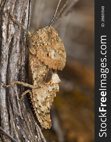 Grasshopper &x28;Ocnerodes Fallaciosus&x29;