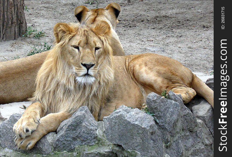 Two lions rest after successful hunt