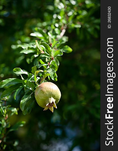 Close-up of Ripening Pomegranate On Tree