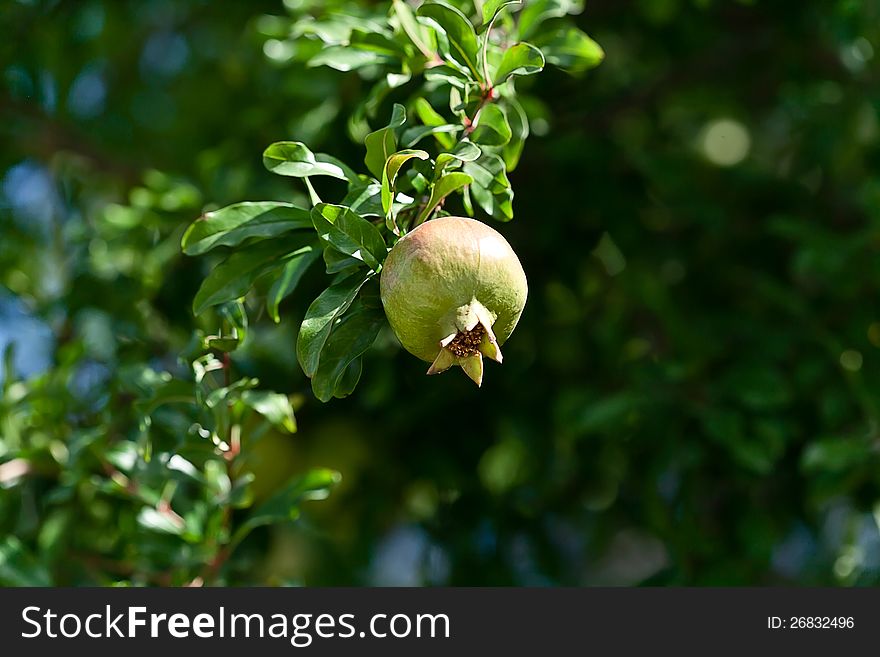 Close-up of Ripening Pomegranate On Tree