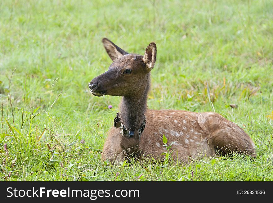A baby elk still with spots resting. A baby elk still with spots resting.