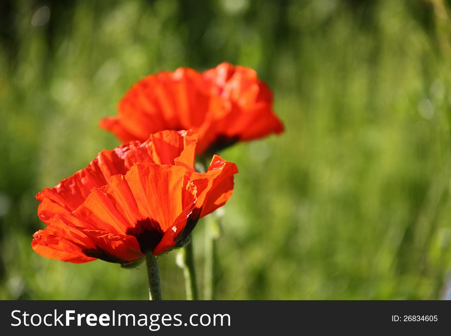 Petals of red poppy blossoming on a summer meadow. Petals of red poppy blossoming on a summer meadow.