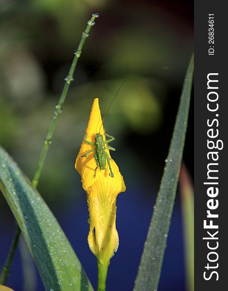 Small green a locust sitting on a flower of a yellow iris. Small green a locust sitting on a flower of a yellow iris.