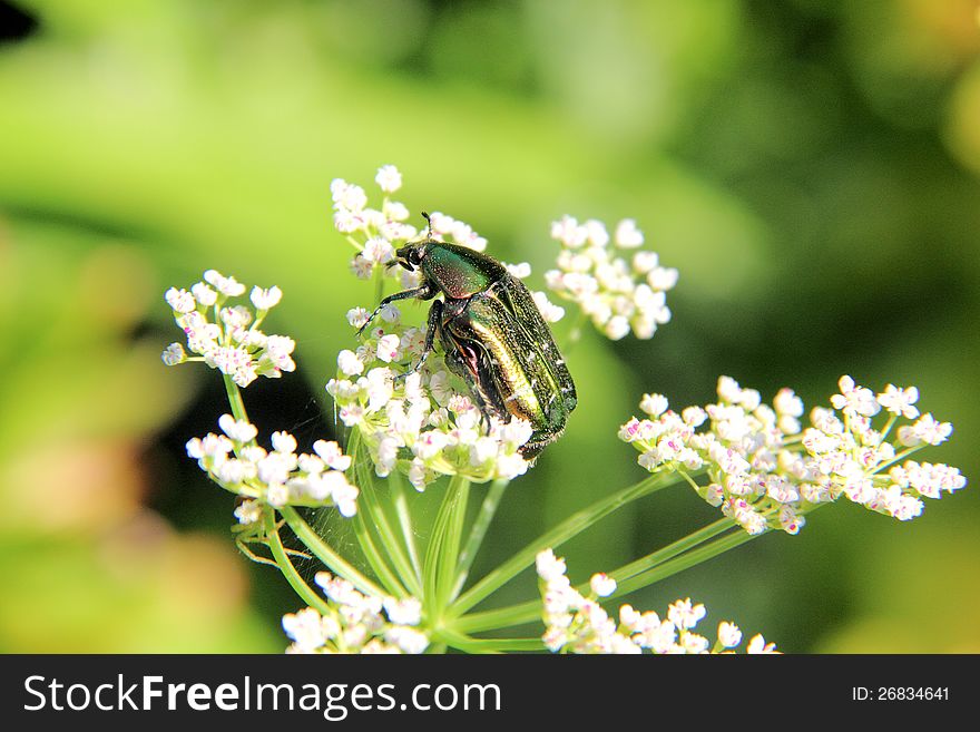 May beetle sitting on a white summer flower. May beetle sitting on a white summer flower.