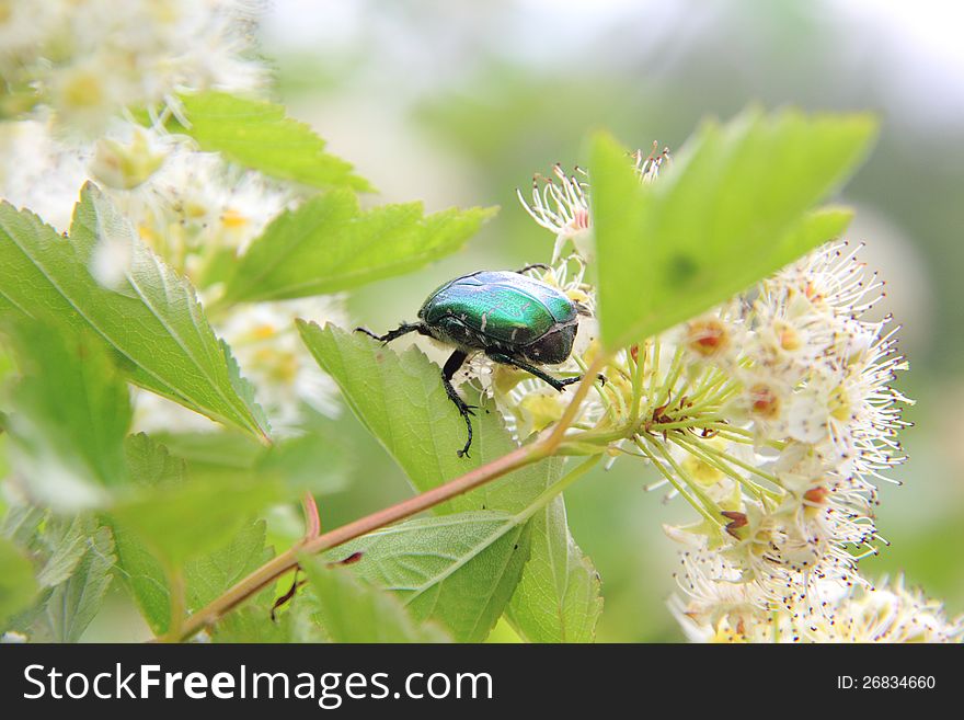 May beetle sitting on a white summer flower. May beetle sitting on a white summer flower.